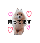 ポメラニアンのライさん（個別スタンプ：8）