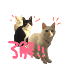 ねこたち＆うさぎ（個別スタンプ：1）