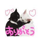 ねこたち＆うさぎ（個別スタンプ：2）