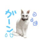 ねこたち＆うさぎ（個別スタンプ：3）