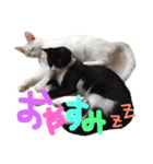 ねこたち＆うさぎ（個別スタンプ：4）