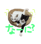 ねこたち＆うさぎ（個別スタンプ：5）