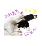 ねこたち＆うさぎ（個別スタンプ：6）