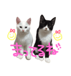 ねこたち＆うさぎ（個別スタンプ：8）