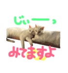 ねこたち＆うさぎ（個別スタンプ：9）