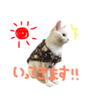 ねこたち＆うさぎ（個別スタンプ：10）