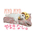 ねこたち＆うさぎ（個別スタンプ：11）
