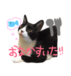 ねこたち＆うさぎ（個別スタンプ：12）