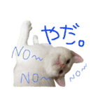 ねこたち＆うさぎ（個別スタンプ：15）