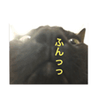 だいふくの日々（個別スタンプ：1）