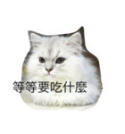 My daily cats routine（個別スタンプ：3）