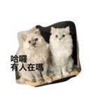My daily cats routine（個別スタンプ：9）