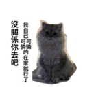 My daily cats routine（個別スタンプ：10）