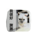 My daily cats routine（個別スタンプ：11）