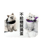My daily cats routine（個別スタンプ：13）