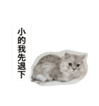 My daily cats routine（個別スタンプ：14）