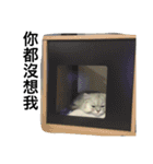 My daily cats routine（個別スタンプ：17）