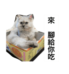 My daily cats routine（個別スタンプ：20）