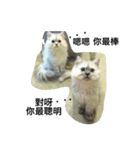 My daily cats routine（個別スタンプ：21）