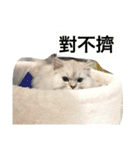 My daily cats routine（個別スタンプ：23）