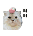 My daily cats routine（個別スタンプ：25）
