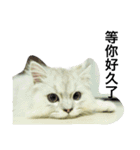 My daily cats routine（個別スタンプ：26）