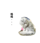 My daily cats routine（個別スタンプ：28）