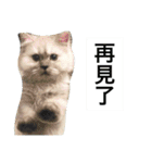 My daily cats routine（個別スタンプ：30）