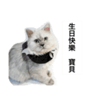 My daily cats routine（個別スタンプ：31）