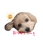 あんず様02（個別スタンプ：1）