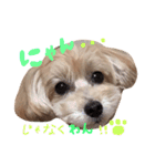 あんず様02（個別スタンプ：19）