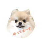 ポメのルイス君（個別スタンプ：1）