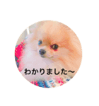 ポメのルイス君（個別スタンプ：3）