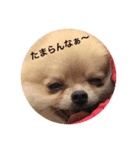 ポメのルイス君（個別スタンプ：5）