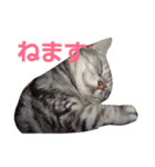 chocolat cat（個別スタンプ：3）