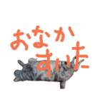 chocolat cat（個別スタンプ：4）