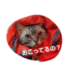 chocolat cat（個別スタンプ：7）