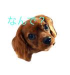 キャバリアリム（個別スタンプ：1）