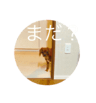 キャバリアリム（個別スタンプ：2）