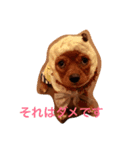 キャバリアリム（個別スタンプ：4）