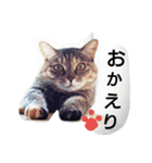 azuspecial（個別スタンプ：1）