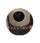 ねこねこねこねこ！（個別スタンプ：2）