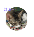 ねこねこねこねこ！（個別スタンプ：4）