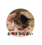 ねこねこねこねこ！（個別スタンプ：5）