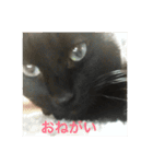 ねこねこねこねこ！（個別スタンプ：6）