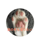 ねこねこねこねこ！（個別スタンプ：8）
