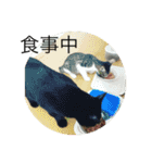 ねこねこねこねこ！（個別スタンプ：9）