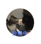 ねこねこねこねこ！（個別スタンプ：10）