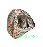 ねこねこねこねこ！（個別スタンプ：11）