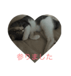 ねこねこねこねこ！（個別スタンプ：12）